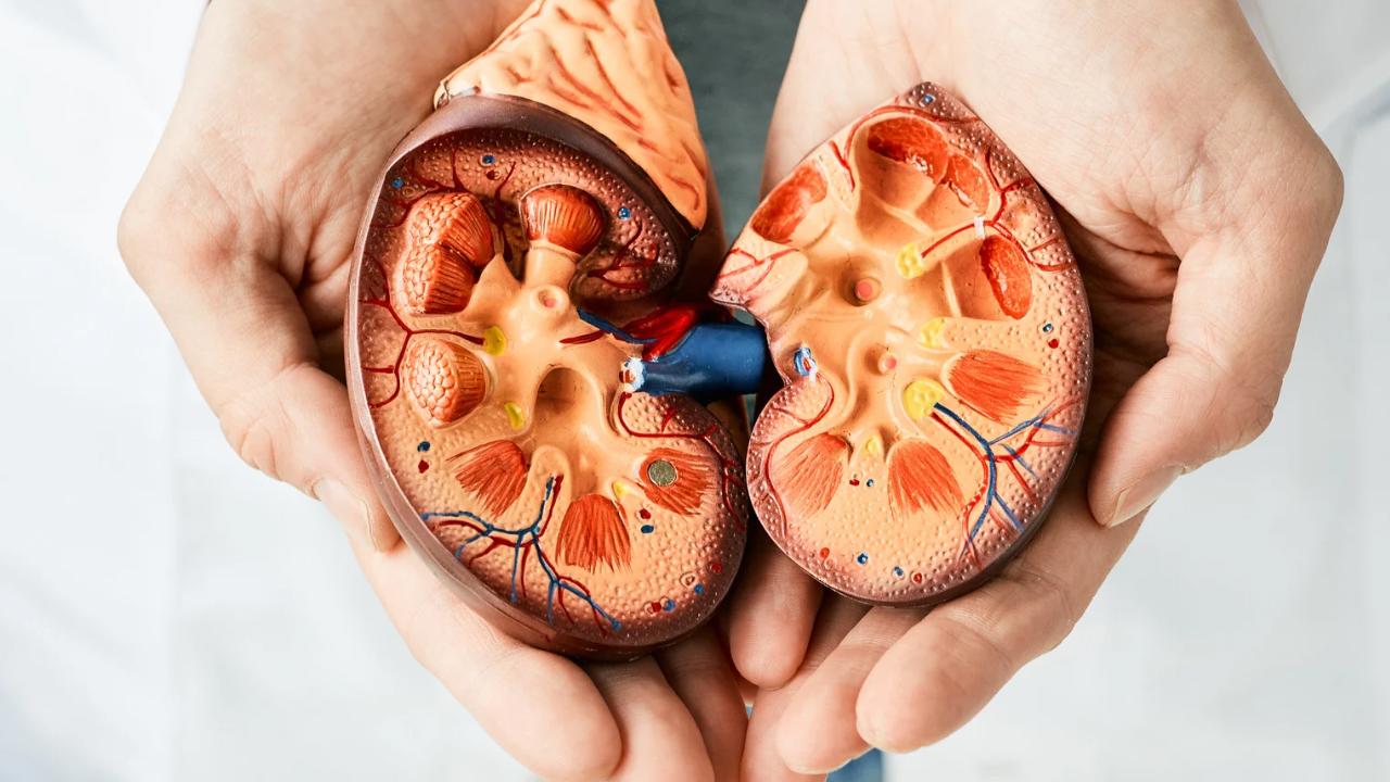 Urologia